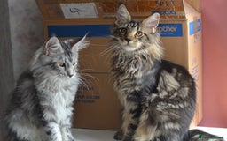 Maine Coon cats for sale: Tica Registered Maine Coon boy & girl *ready now* - Image 2