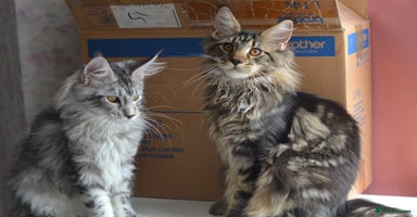 Maine Coon cats - Advert 1