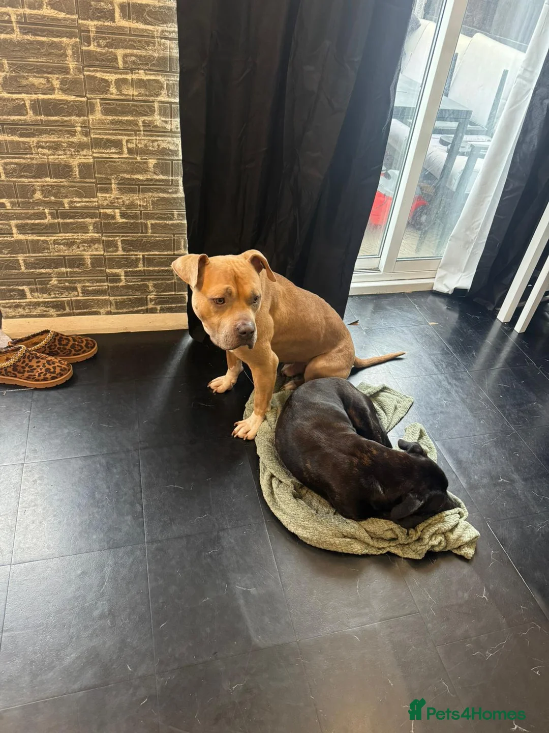 Mixed Breed dogs for adoption: Gorgeous staffie cross available for adoption  in South Ockendon - Advert 5