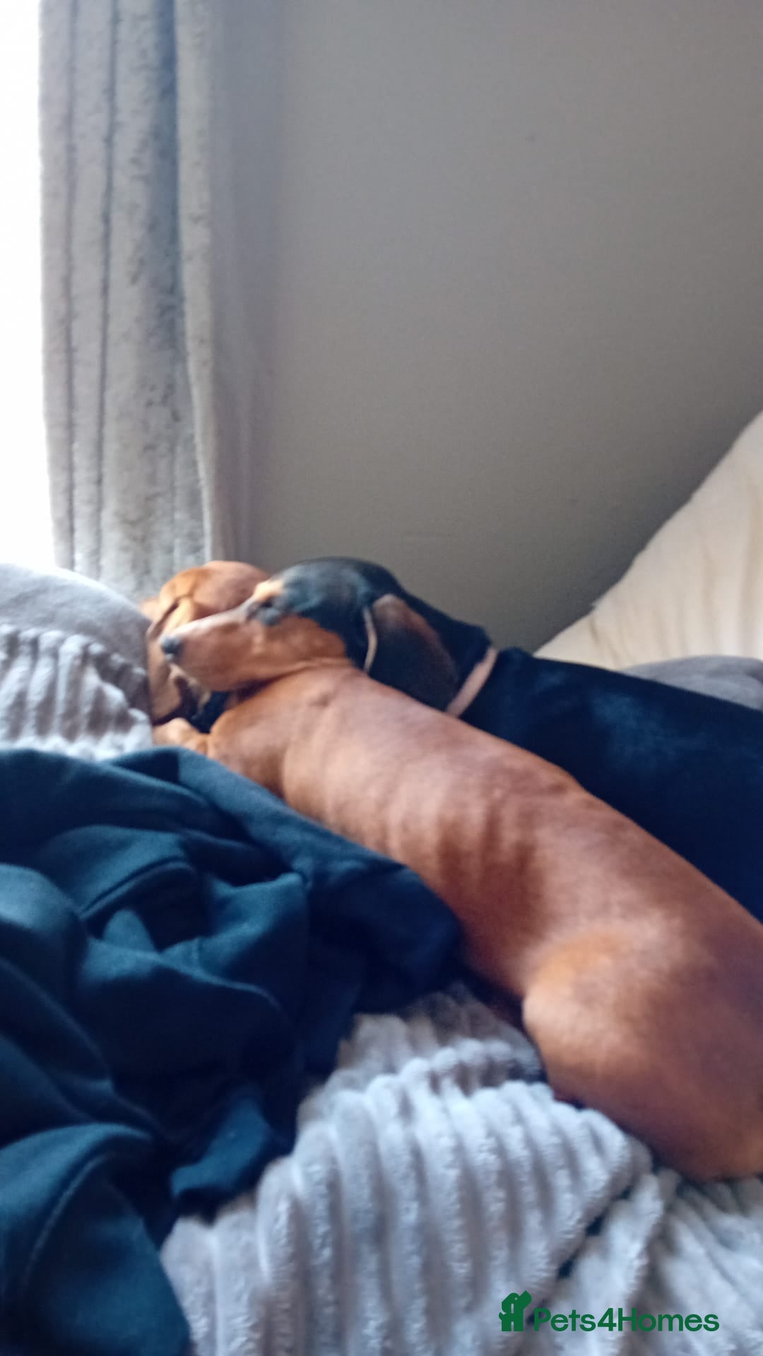 Dachshund dogs for sale: Baby and morty - Advert 6