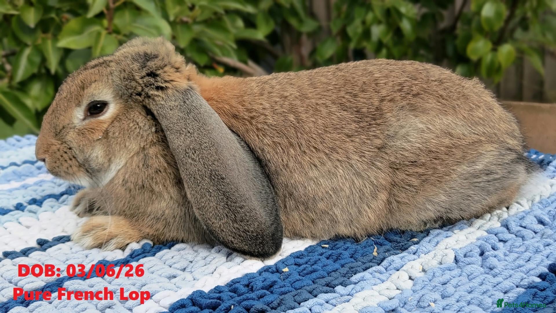 Mini Lop rabbits Cute French x Mini Lop Ready to Go! Must Read Pls! - Advert 2
