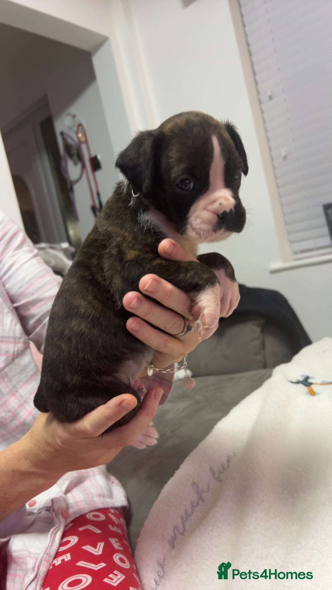 Boxer dogs for sale: Kc registered boxer puppies  - Advert 2