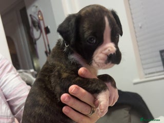 Boxer dogs Kc registered boxer puppies - Advert 13