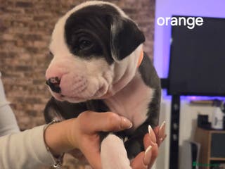 American Bulldog dogs READY FOR NEW HOMES NOW 2 GIRLS LEFT - Advert 3