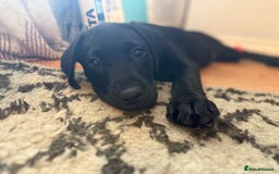 Labrador Retriever dogs for sale: KC REG LABS - Ready Now - fox red and black males in Houghton le Spring - Image 5