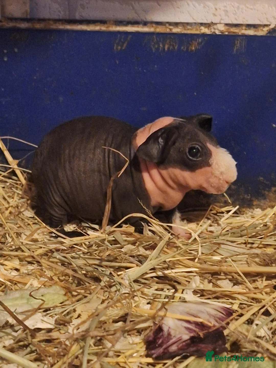 Guinea Pig rodents for sale: 2 pairs of bonded skinny boars - Advert 4