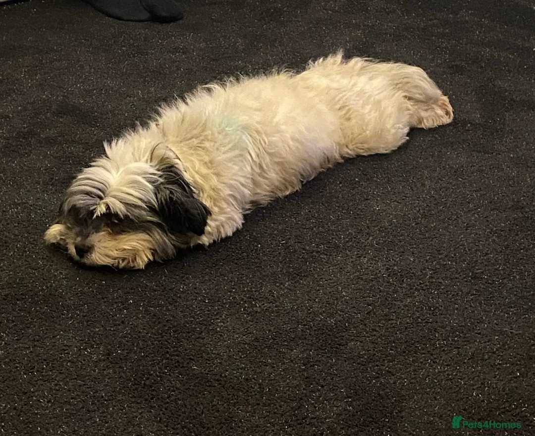 Morkie dogs for sale: 3 beautiful morkies looking for forever home  - Advert 3