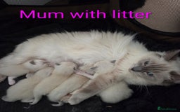 Ragdoll cats for sale: Stunning Ragdoll kittens - Image 1