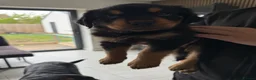 Rottweiler dogs for sale: 6 gorgeous Rottweiler pups  in Doncaster - Advert 5