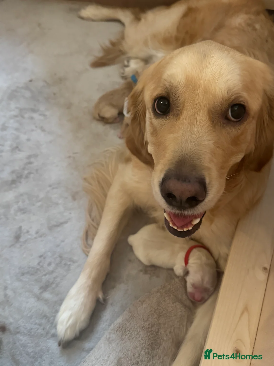 Golden Retriever dogs for sale: Beautiful KC registered Golden Retriever puppies - Advert 20