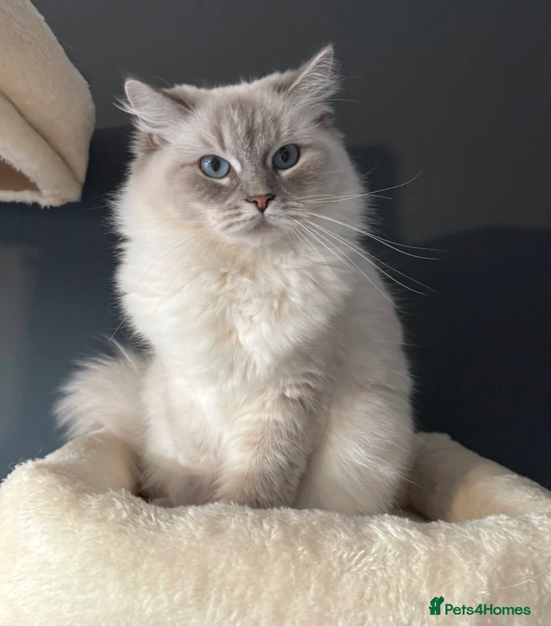 Ragdoll cats for sale: 🌟 Beautiful Pedigree Cats Looking for Loving Home - Advert 16
