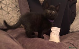 British Shorthair cats for sale: 5 BSH kittens (Grey Kitten GONE) - Image 20