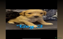 Shihpoo dogs for sale: Gorgeous shihtzu x miniature poodle puppies - Image 4