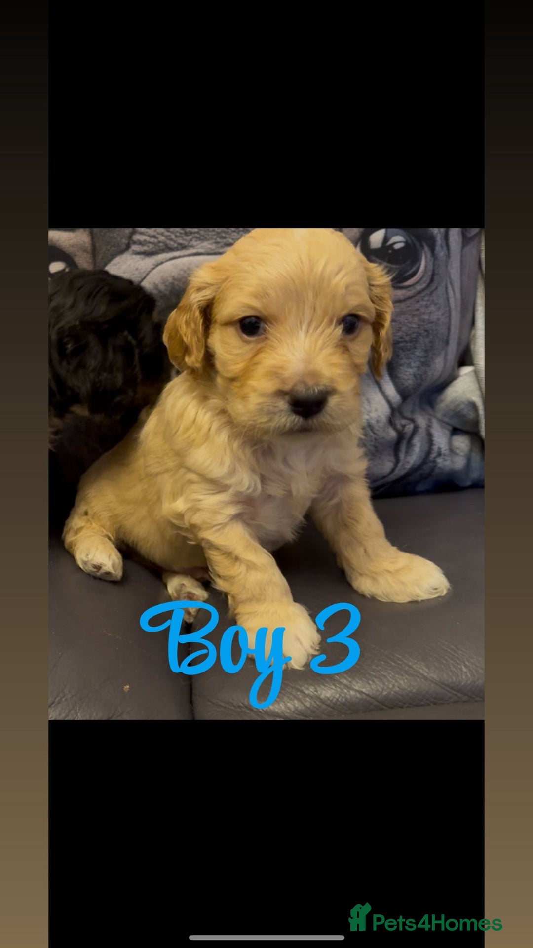 Shihpoo dogs for sale: Gorgeous shihtzu x miniature poodle puppies - Image 4