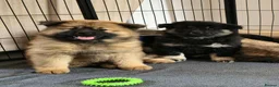 Eurasier dogs for sale: Kennel Club Registered Eurasier Puppies in Northampton - Advert 3