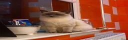 Ragdoll cats for sale: Stunning Ragdoll kittens blue point male/female in Hull - Advert 4