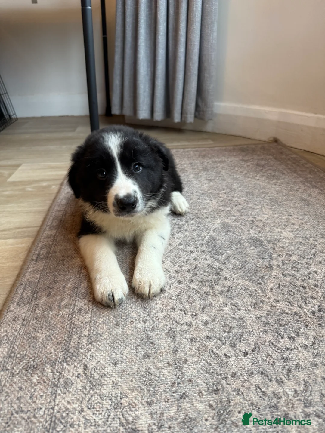 Border Collie dogs for sale: 3 traditional long haired boys  - Advert 3