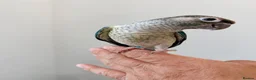 Conures birds for sale: HAND REARED TAME BABY CONURES  - Advert 16