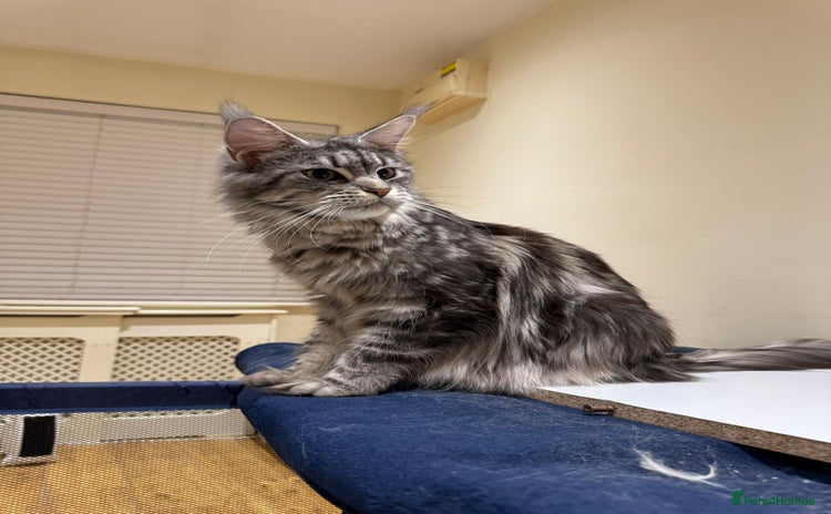 Maine Coon cats - Advert 2