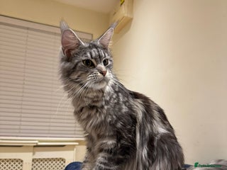 Mixed Breed cats - Advert 25