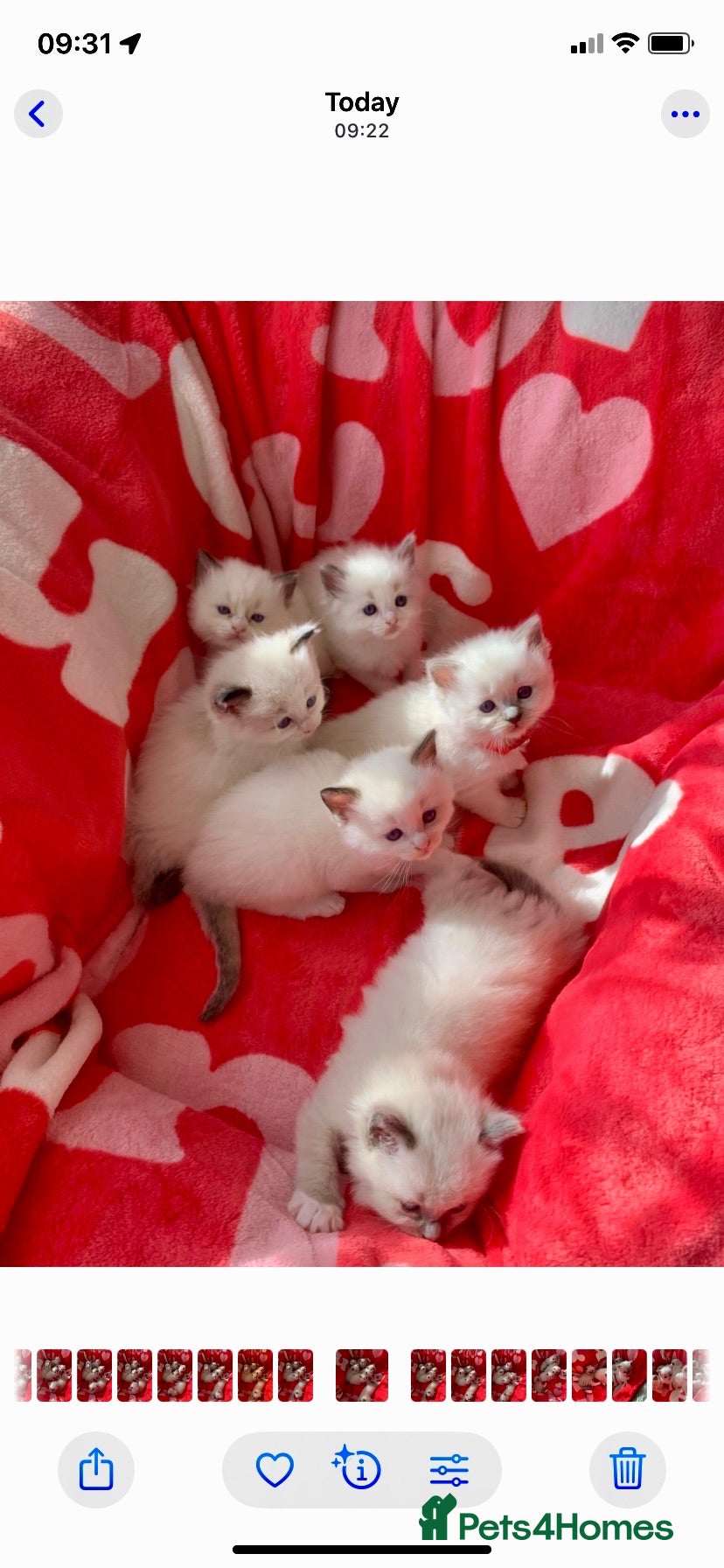 Ragdoll cats Beautiful bicolour & point Ragdoll kittens  - Advert 1