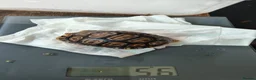 Tortoise reptiles for sale: Leopard spotted tortoises - Advert 13