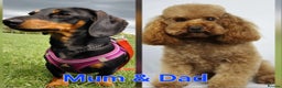 Mixed Breed dogs for sale: Doxiepoo =dachshund x poodle - Advert 6