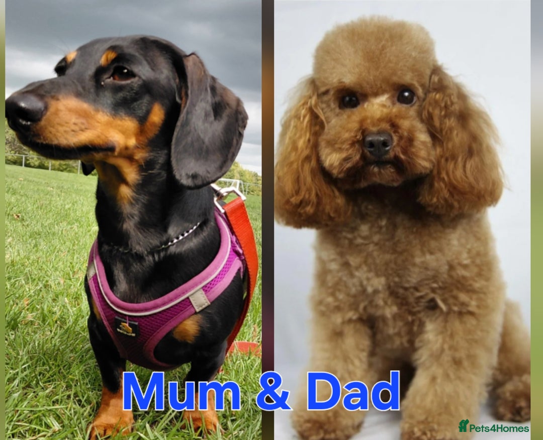 Mixed Breed dogs for sale: Doxiepoo =dachshund x poodle - Advert 6