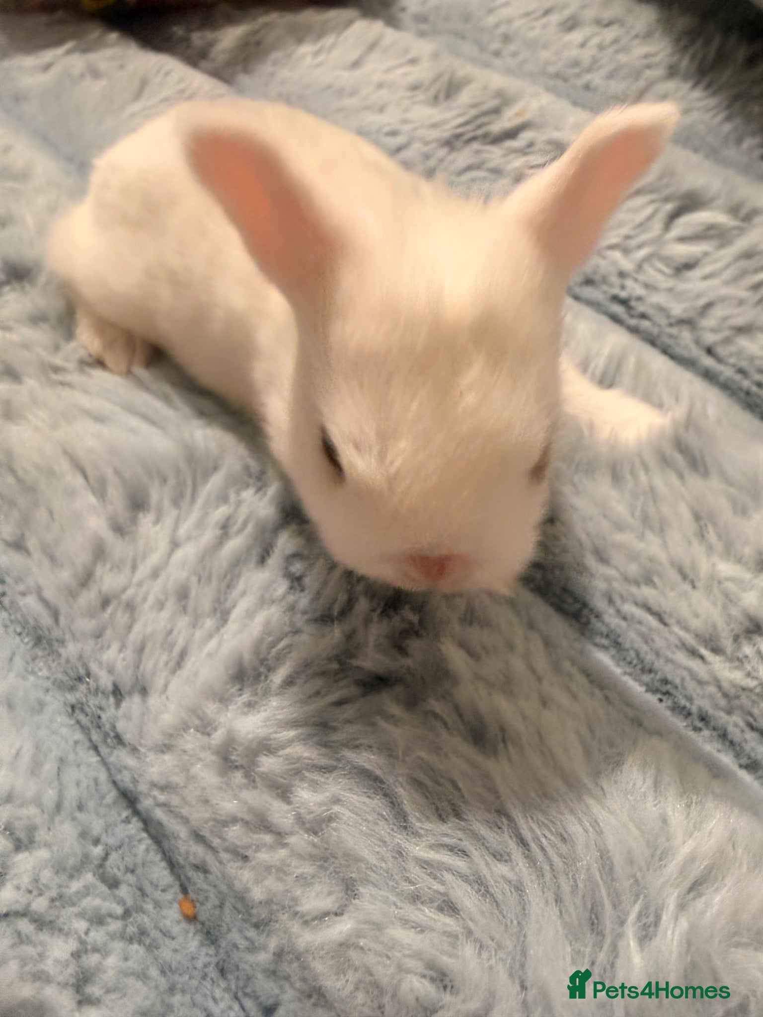 Mixed Breed rabbits for sale: Bunnies for sale - Advert 16