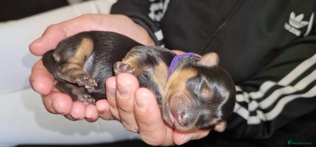 Yorkshire Terrier dogs for sale: 💖 Stunning Yorkshire Terrier Puppies in Derby - Image 4
