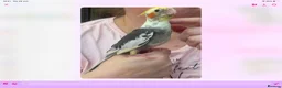 Cockatiels birds for sale: Baby cocktails for sale - Advert 4