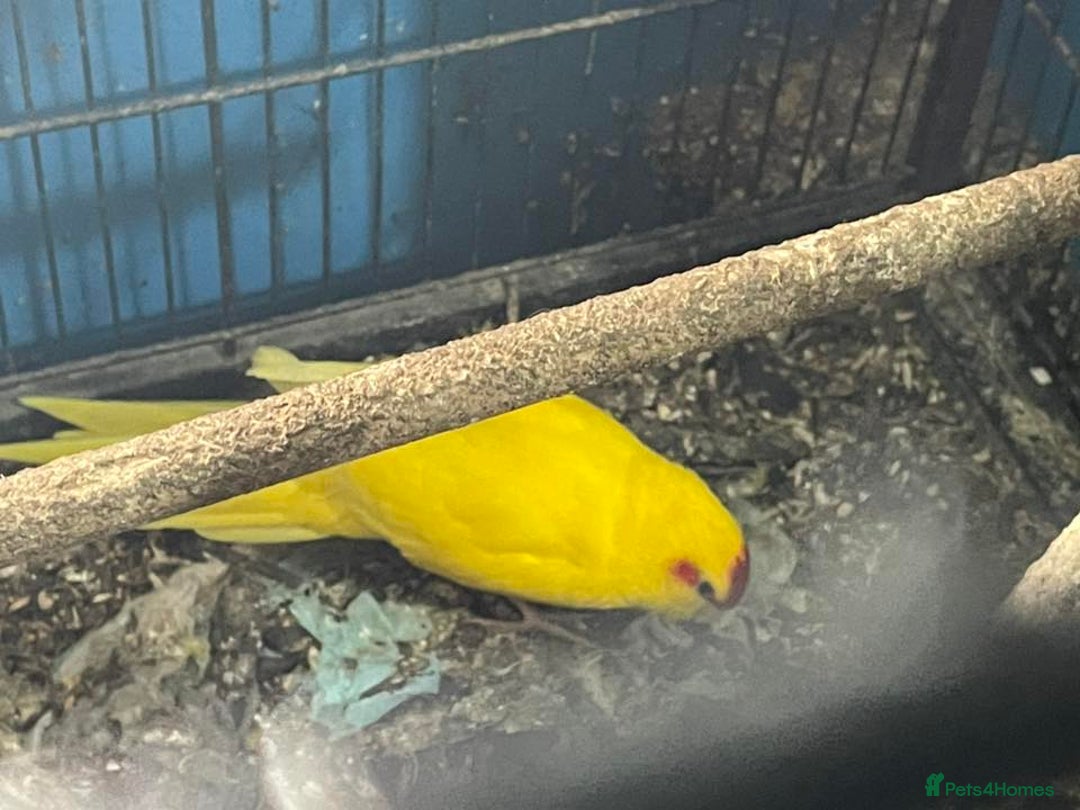 Parakeets birds for sale: Buttercup cock Kakariki - Advert 4