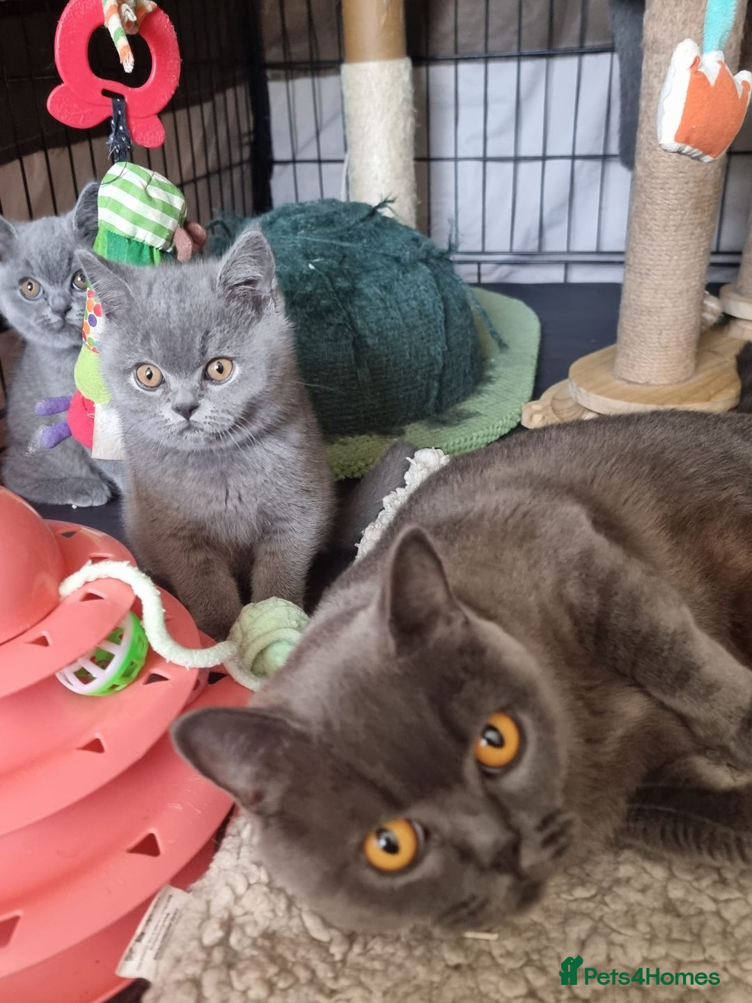 British Shorthair cats for sale: 3 Left Blue BSH Kittens Healthy GCCF Pedigree  - Image 13