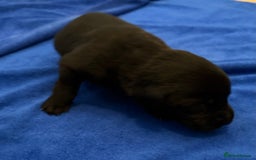 Labrador Retriever dogs for sale: Black Labrador retriever puppies KC registered - Image 3