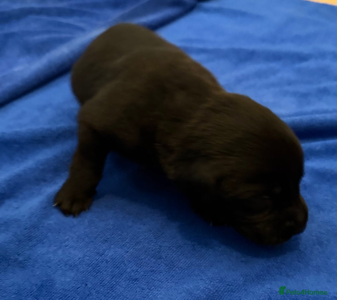 Labrador Retriever dogs for sale: Black Labrador retriever puppies KC registered - Image 3