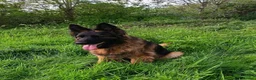 German Shepherd dogs for sale: PUPPIES FOR SALE - Advert 15