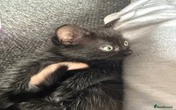 Mixed Breed cats for sale: mixed breed kittens for sale - Image 9