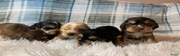 Cocker Spaniel dogs for sale: Show type cocker spaniel puppy’s PRA Clear  - Advert 18