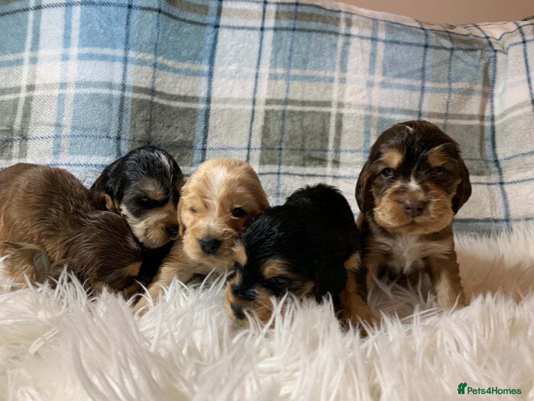 Cocker Spaniel dogs for sale: Show type cocker spaniel puppy’s PRA Clear  - Advert 18