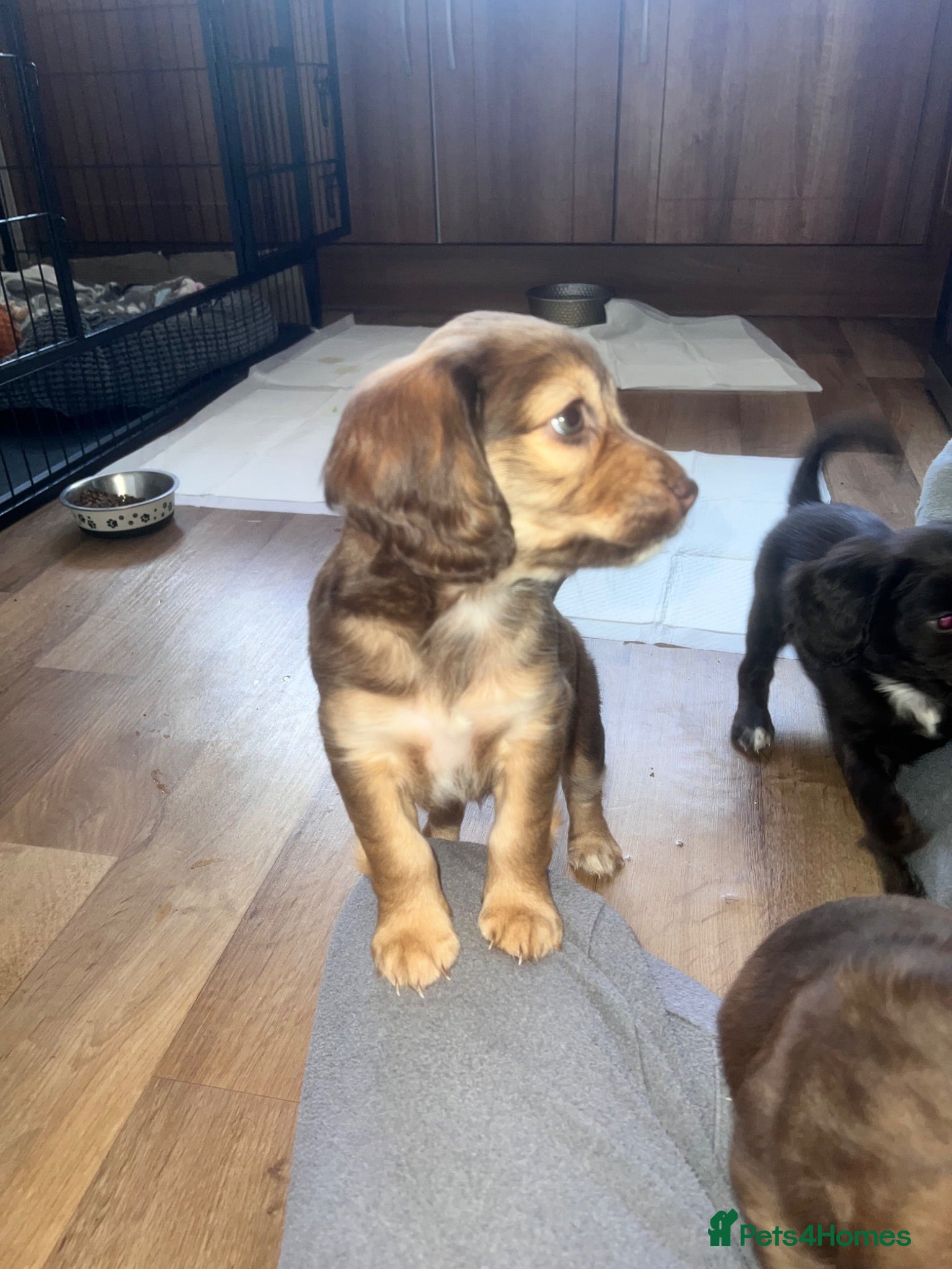 Cockapoo dogs Cockapoo puppies for sale ready 29th july - Advert 1