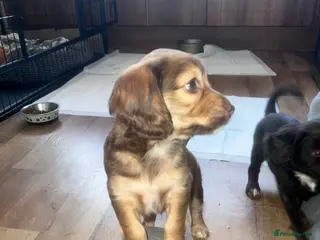 Cockapoo dogs Cockapoo puppies for sale ready 29th july - Advert 1