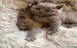 British Shorthair cats for sale: Adorable GCCF British Shorthair Kittens  - Image 6