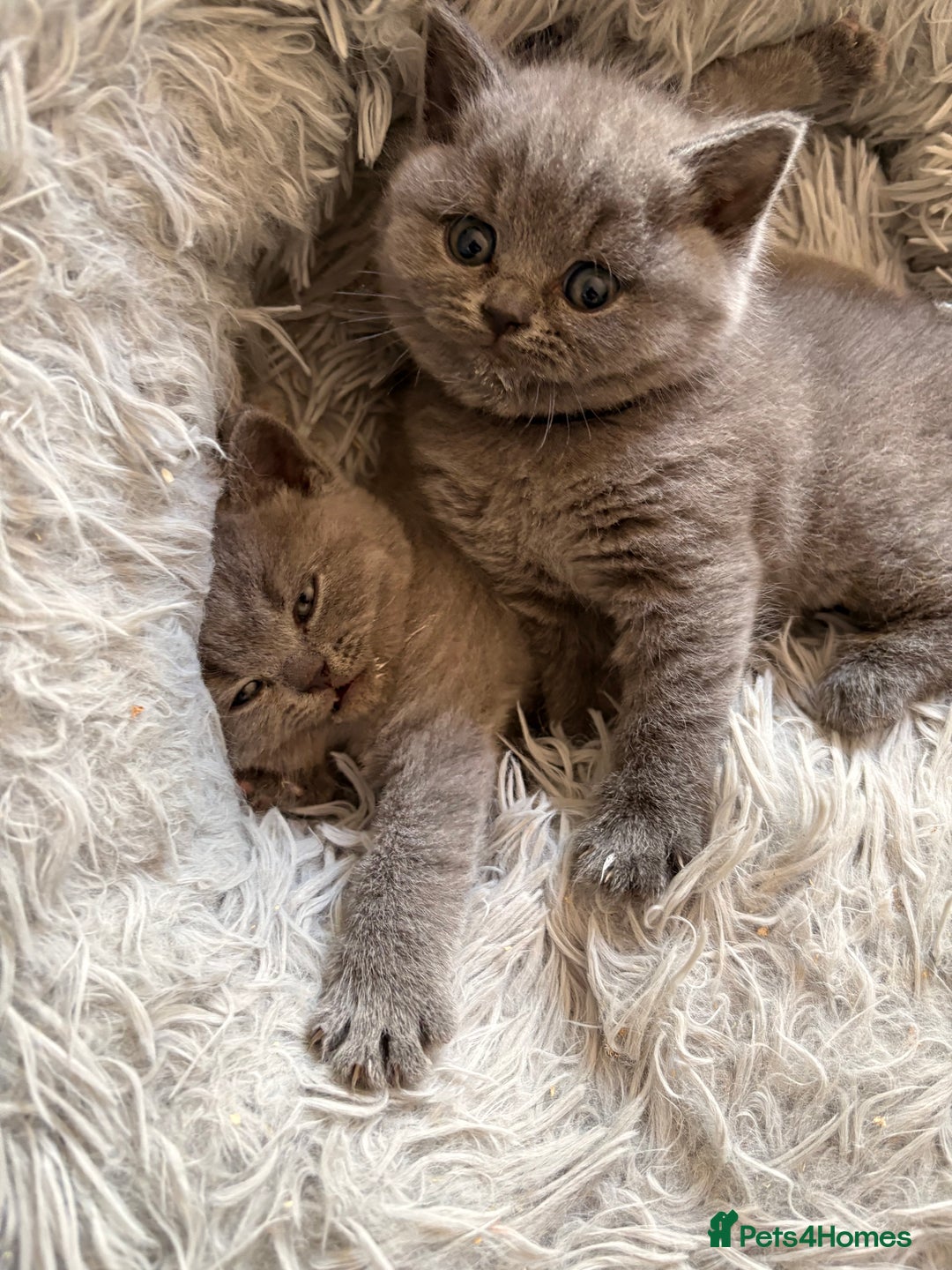 British Shorthair cats for sale: Adorable GCCF British Shorthair Kittens  - Image 6