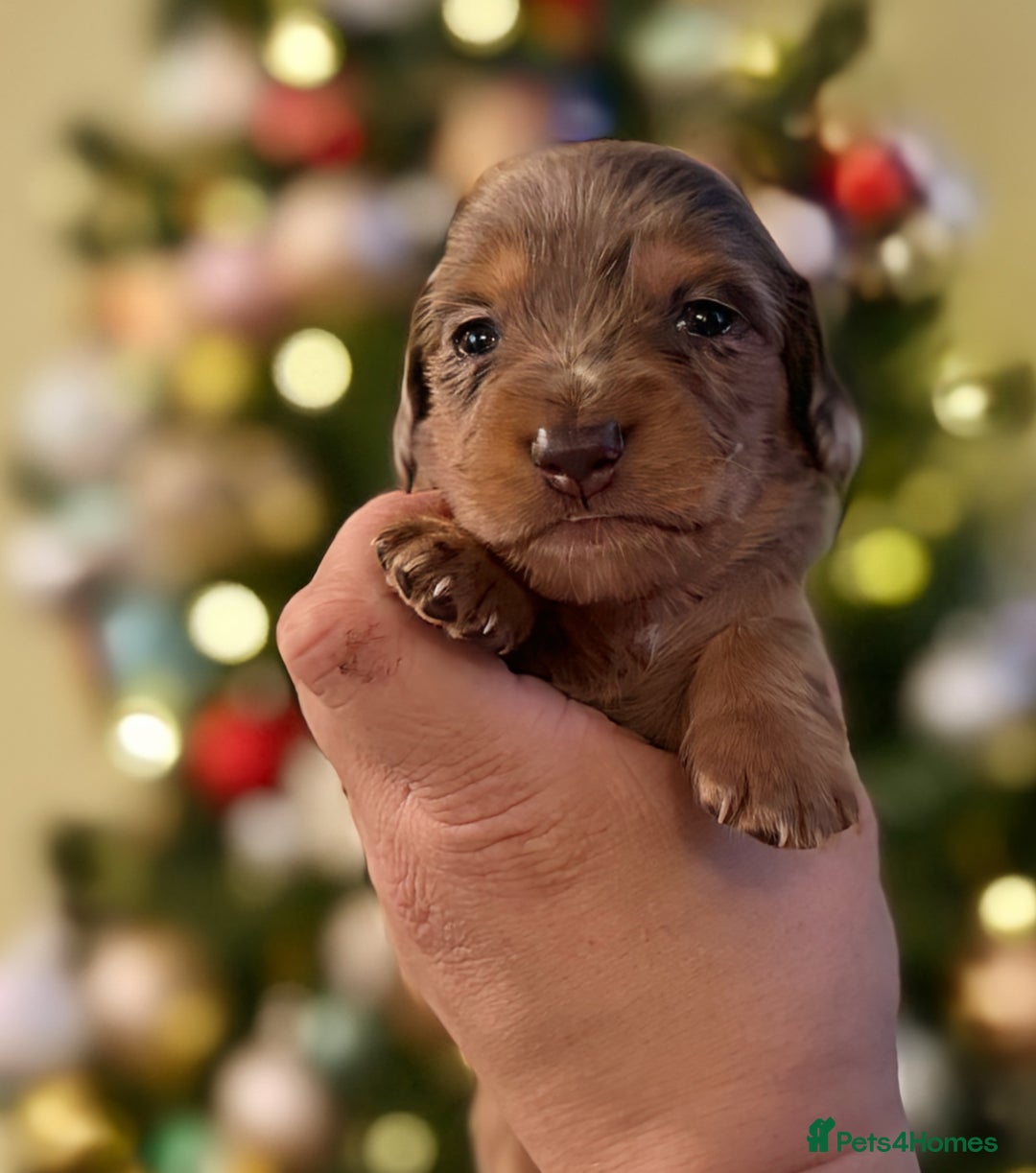 Miniature Dachshund dogs for sale: ⚜️Charming Little Puppies ⚜️ - Advert 1