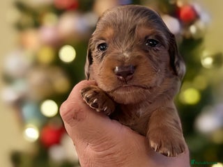 Miniature Dachshund dogs ⚜️Charming Little Puppies ⚜️ - Advert 13