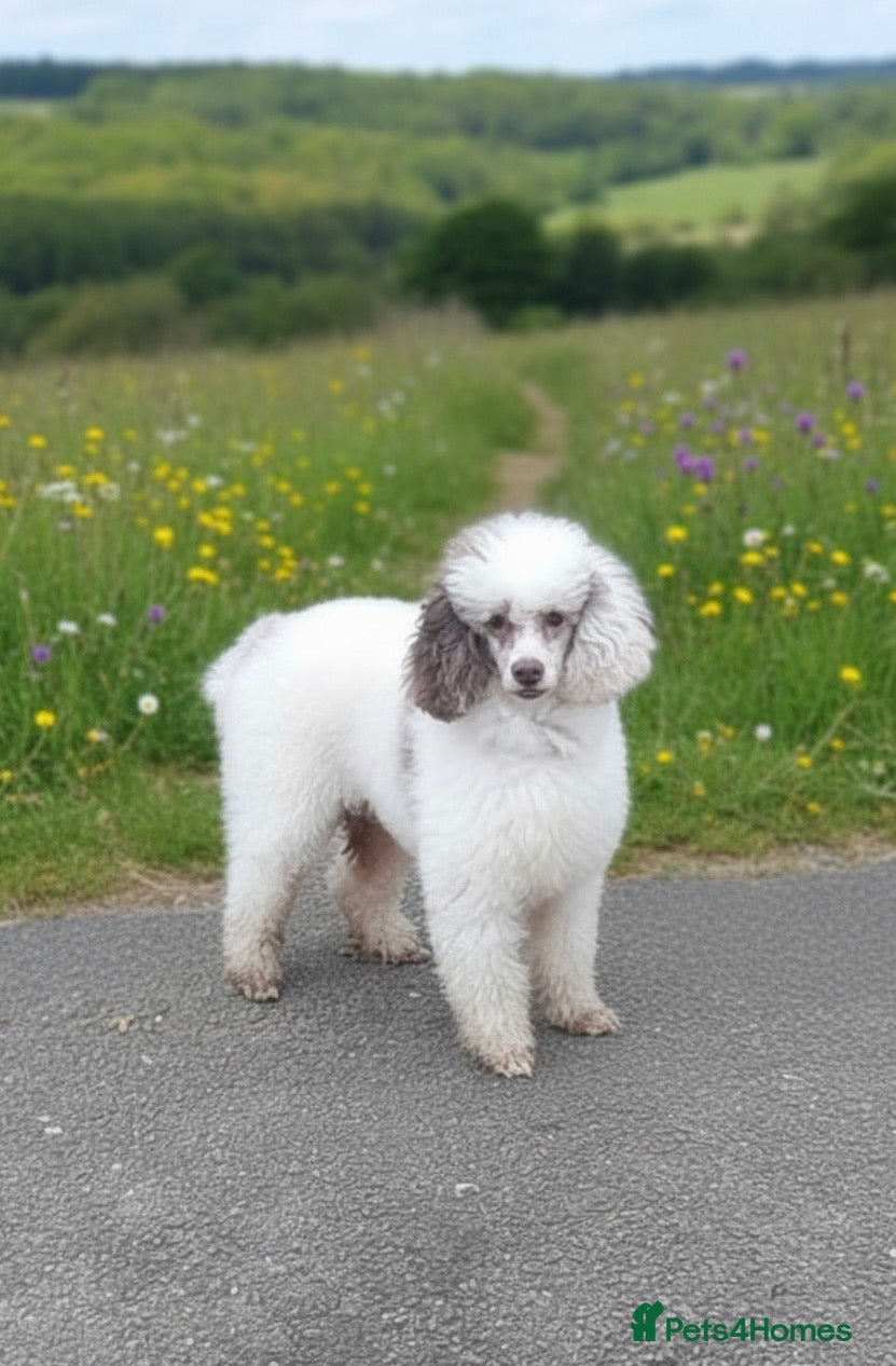 Miniature Poodle dogs Brown Merle Parti  - Advert 5