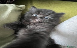 Persian cats for sale: Persian chinchilla kittens - Image 10