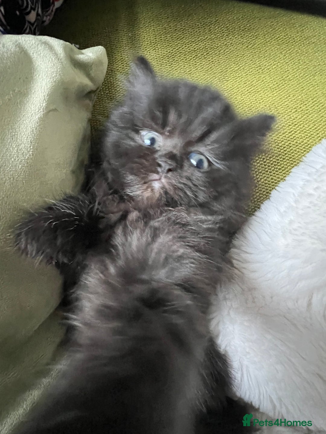 Persian cats for sale: Persian chinchilla kittens - Image 10