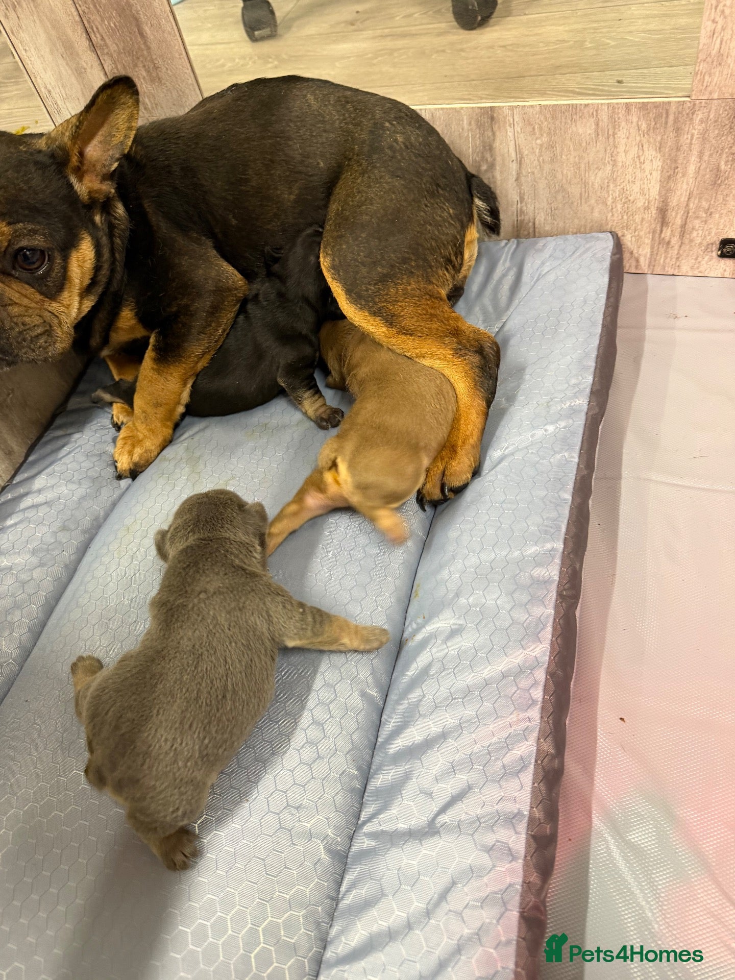 French Bulldog dogs for sale: French bulldog puppies - Advert 11