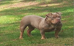 American Bully dogs for sale: ABKC POCKET BULLY PUPPIES - Advert 4